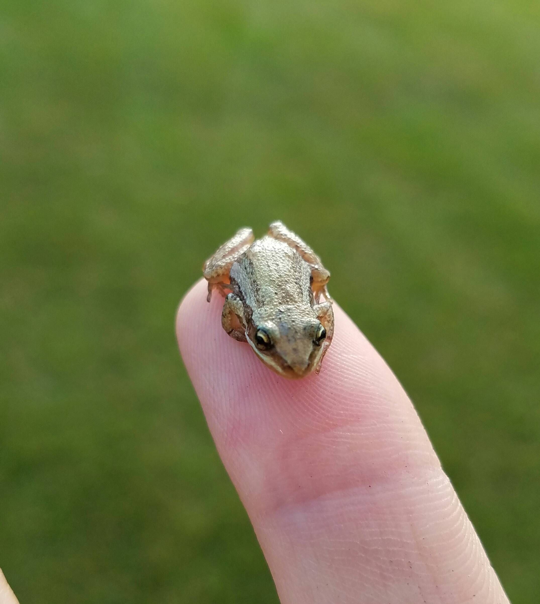 mini small frog tattoo 0063