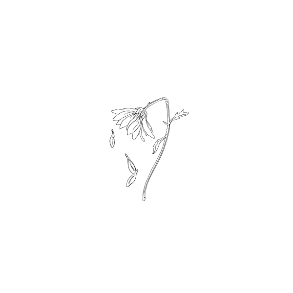 minimalist daisy tattoo concepts