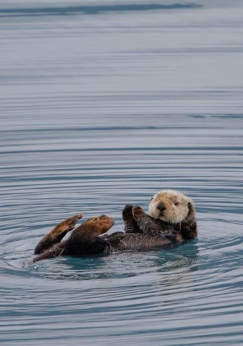 Minimalist otter tattoo inspirations