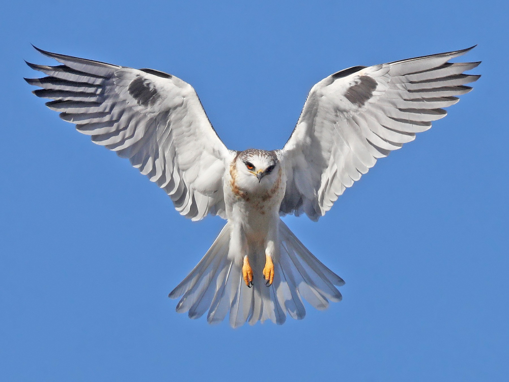 minimalist small hawk tattoo inspiration