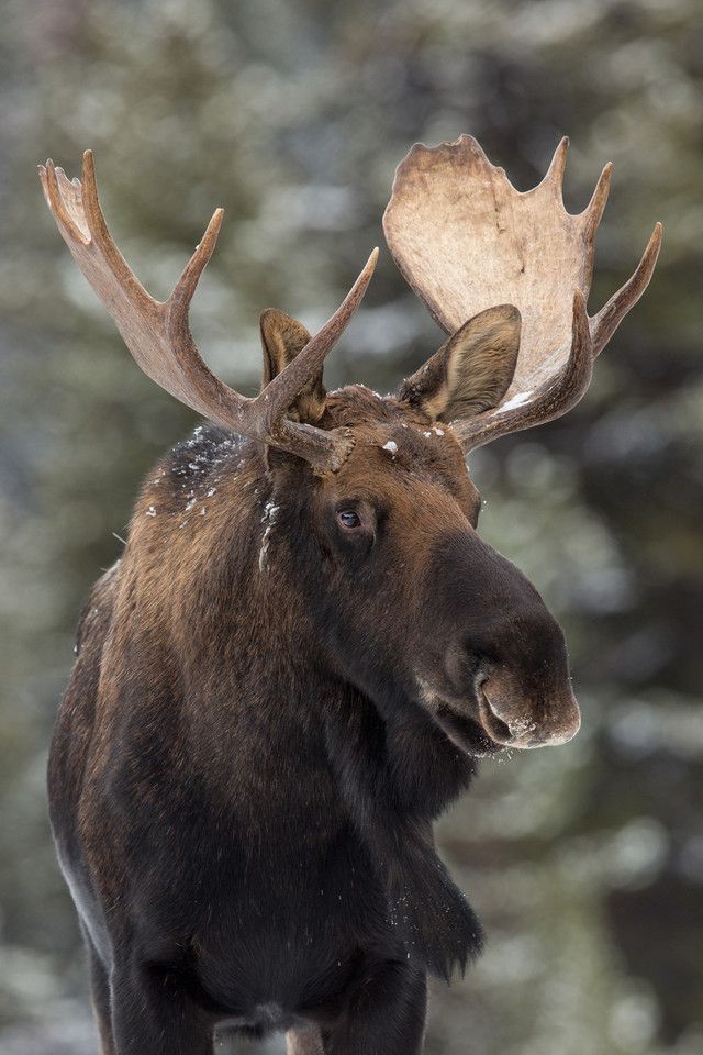 Moose tattoo ideas 0043