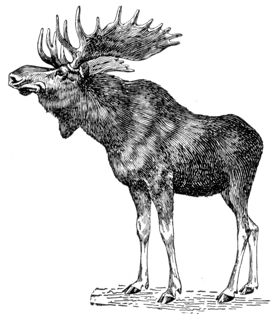 Moose tattoo ideas 0060