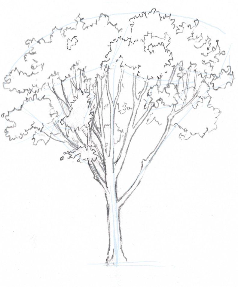 Oak Tree Tattoo Ideas 0029