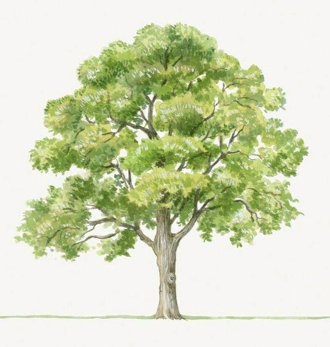 Oak Tree Tattoo Ideas 0033