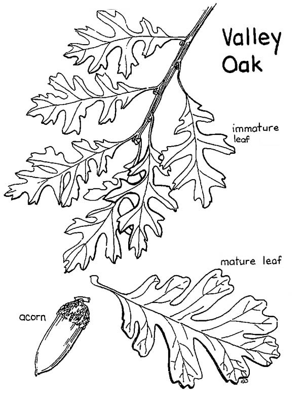 Oak Tree Tattoo Ideas 0072