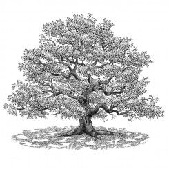 Oak Tree Tattoo Ideas 0073