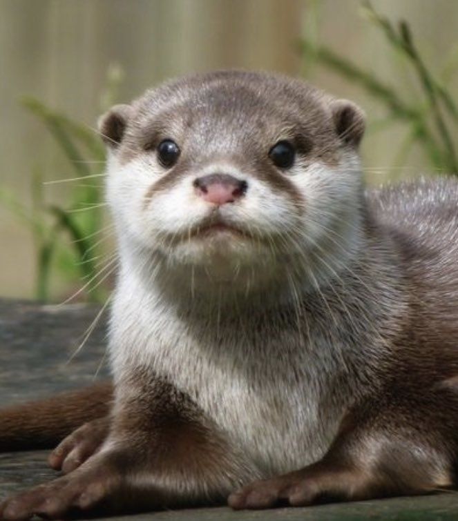 Otter Tattoo Ideas 0016