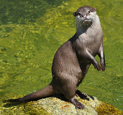 Otter Tattoo Ideas 0035