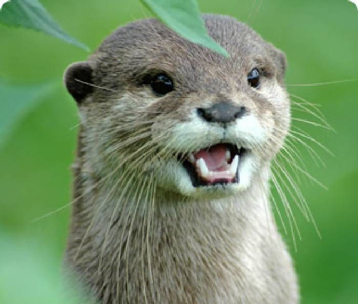 Otter Tattoo Ideas 0042