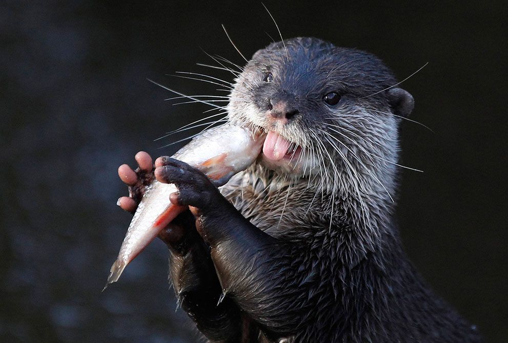 Otter Tattoo Ideas 0048