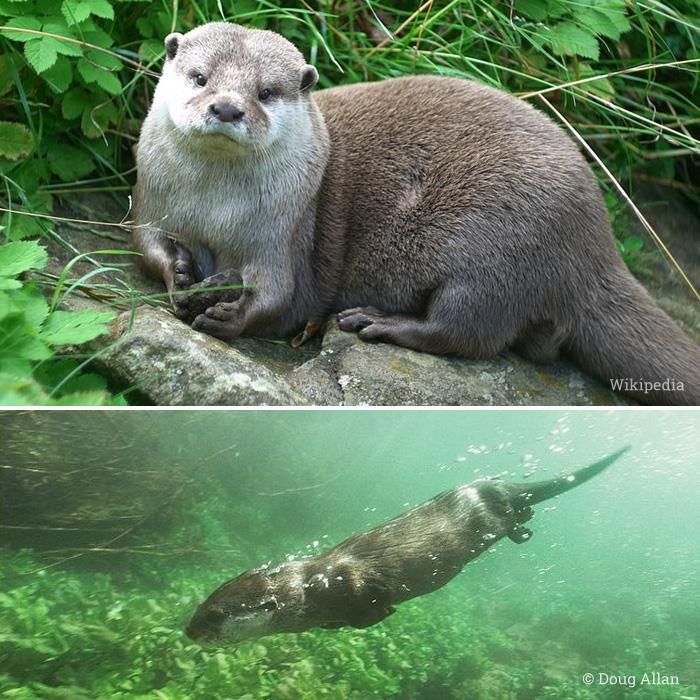 Otter Tattoo Ideas 0054