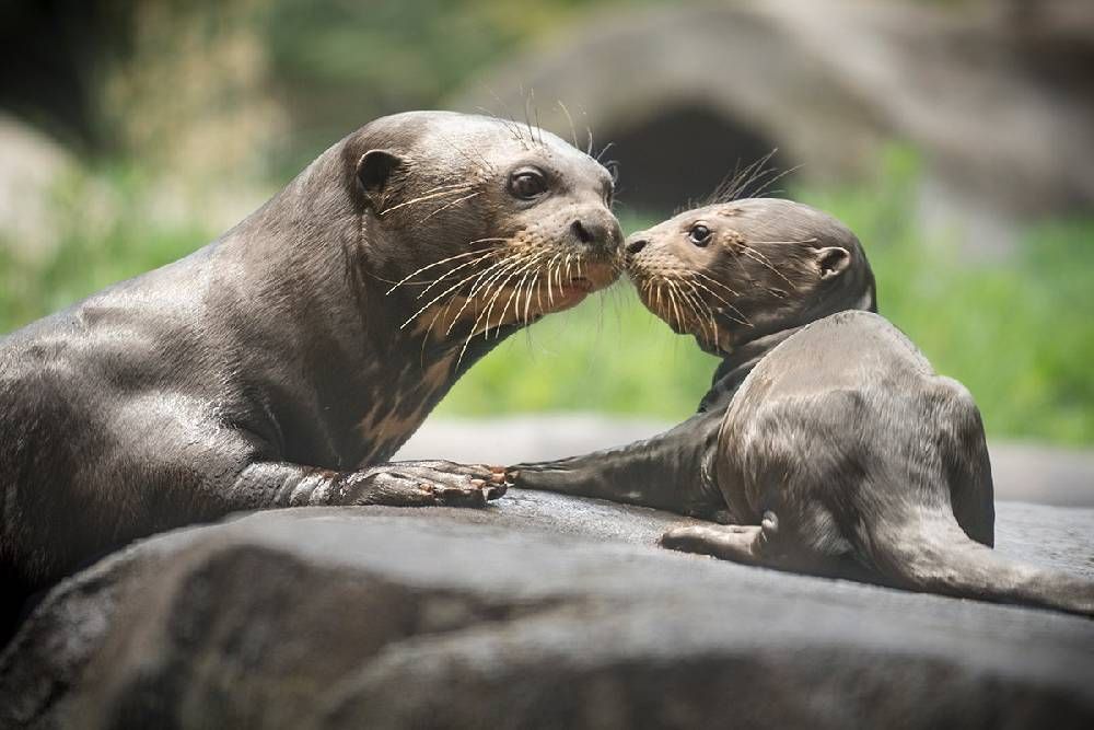 Otter Tattoo Ideas 0088