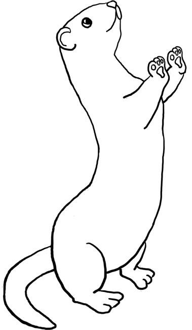 Otter Tattoo Ideas 0092