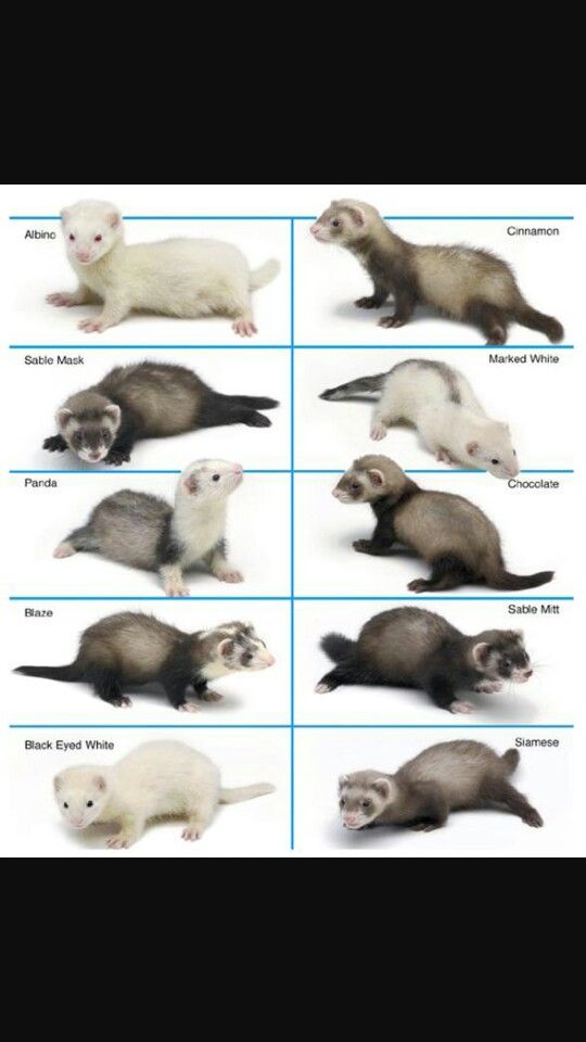 Otter Tattoo Ideas 0097