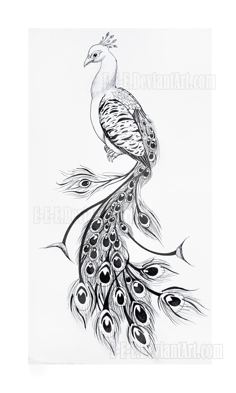 peacock tattoo ideas 0078