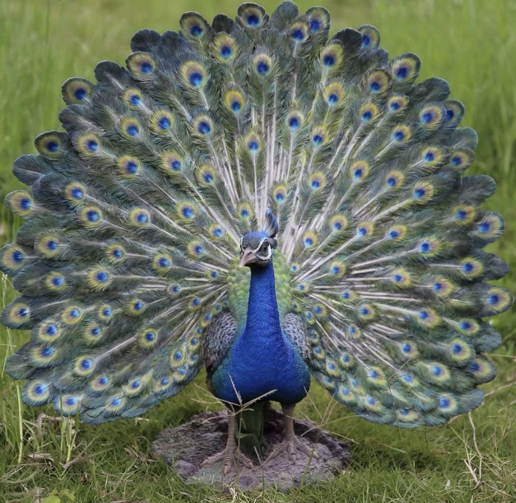 peacock tattoo ideas 0080