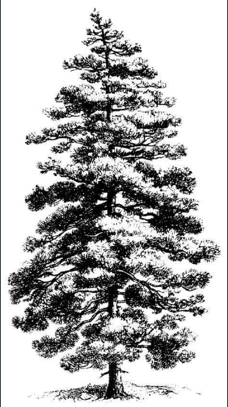 Pine Tree Tattoo Ideas 0010