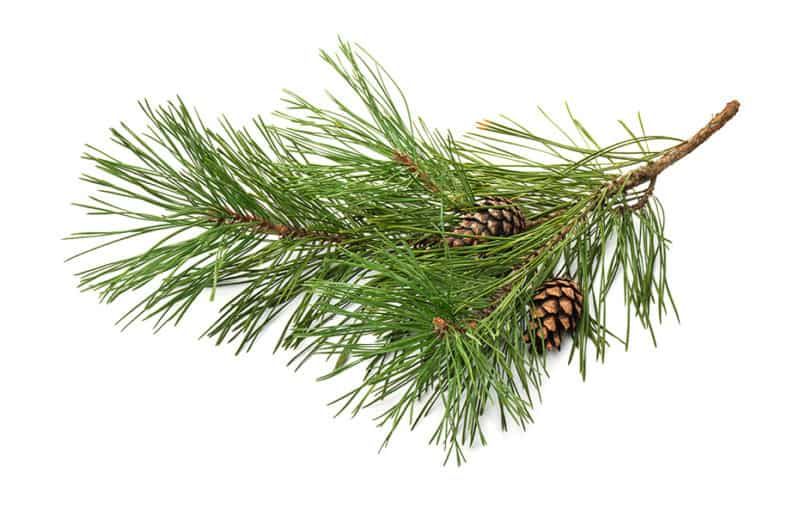 Pine Tree Tattoo Ideas 0029