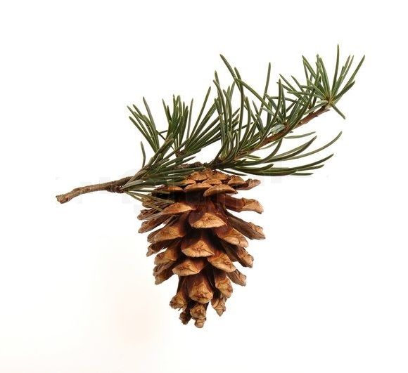 Pine Tree Tattoo Ideas 0032