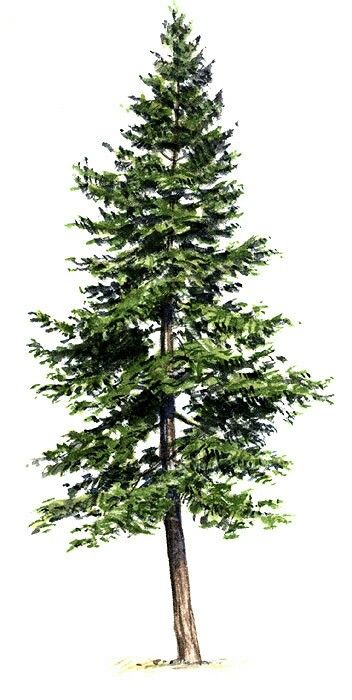 Pine Tree Tattoo Ideas 0039