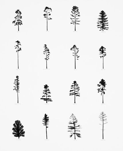 Pine Tree Tattoo Ideas 0059