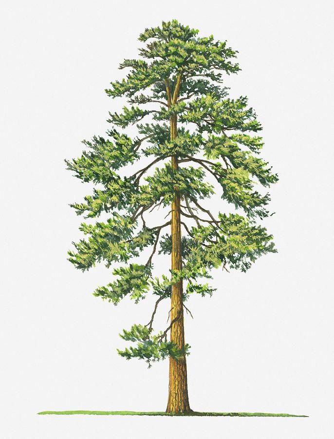 Pine Tree Tattoo Ideas 0062