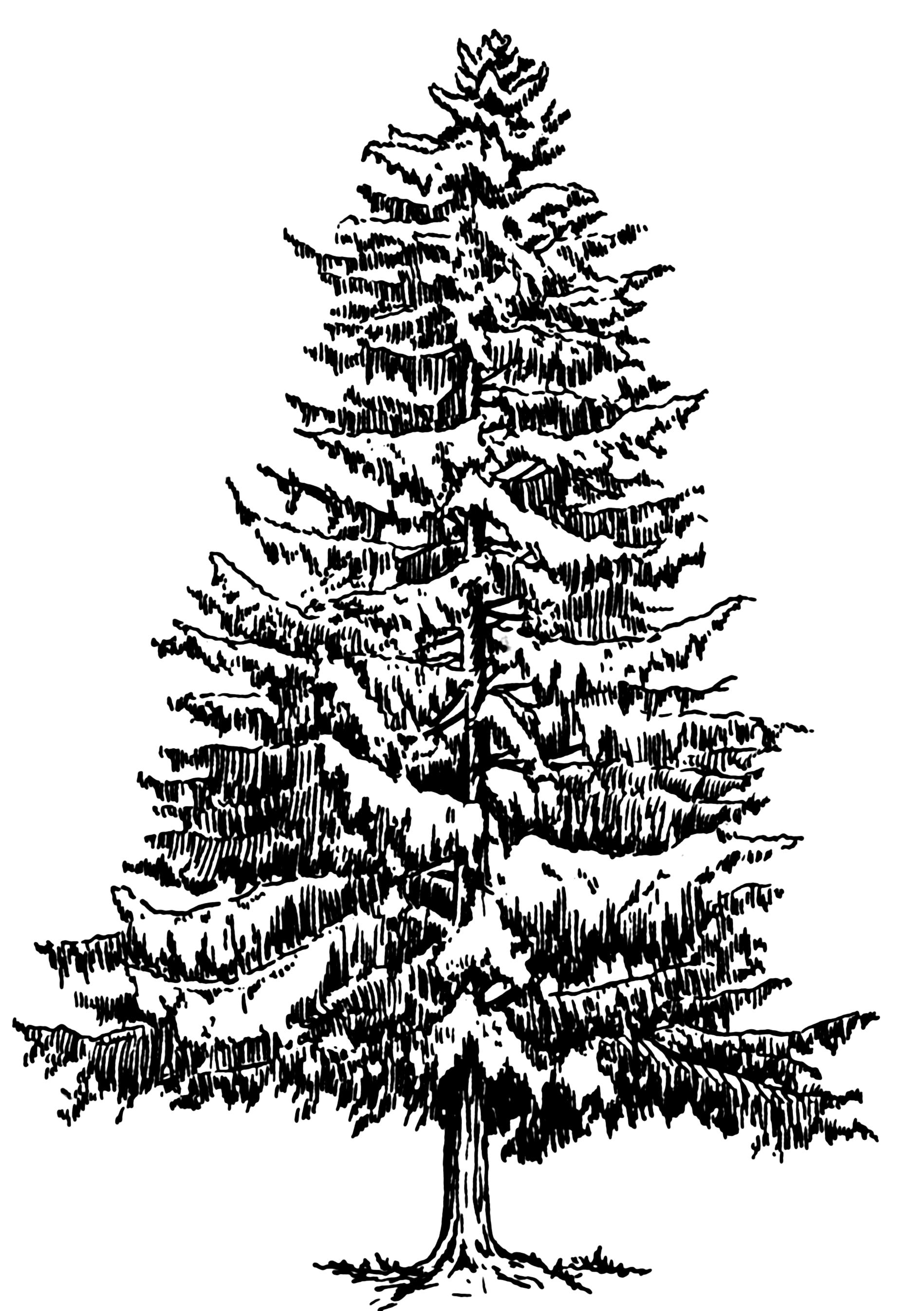 Pine Tree Tattoo Ideas 0067