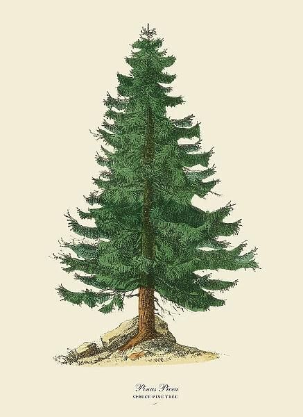 Pine Tree Tattoo Ideas 0088