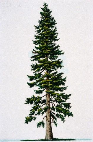 Pine Tree Tattoo Ideas 0089