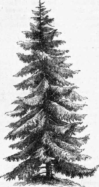 Pine Tree Tattoo Ideas 0090