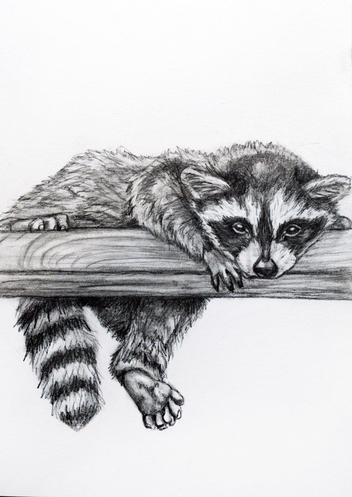 raccoon tattoo ideas 0021