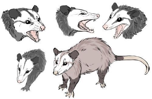 raccoon tattoo ideas 0095