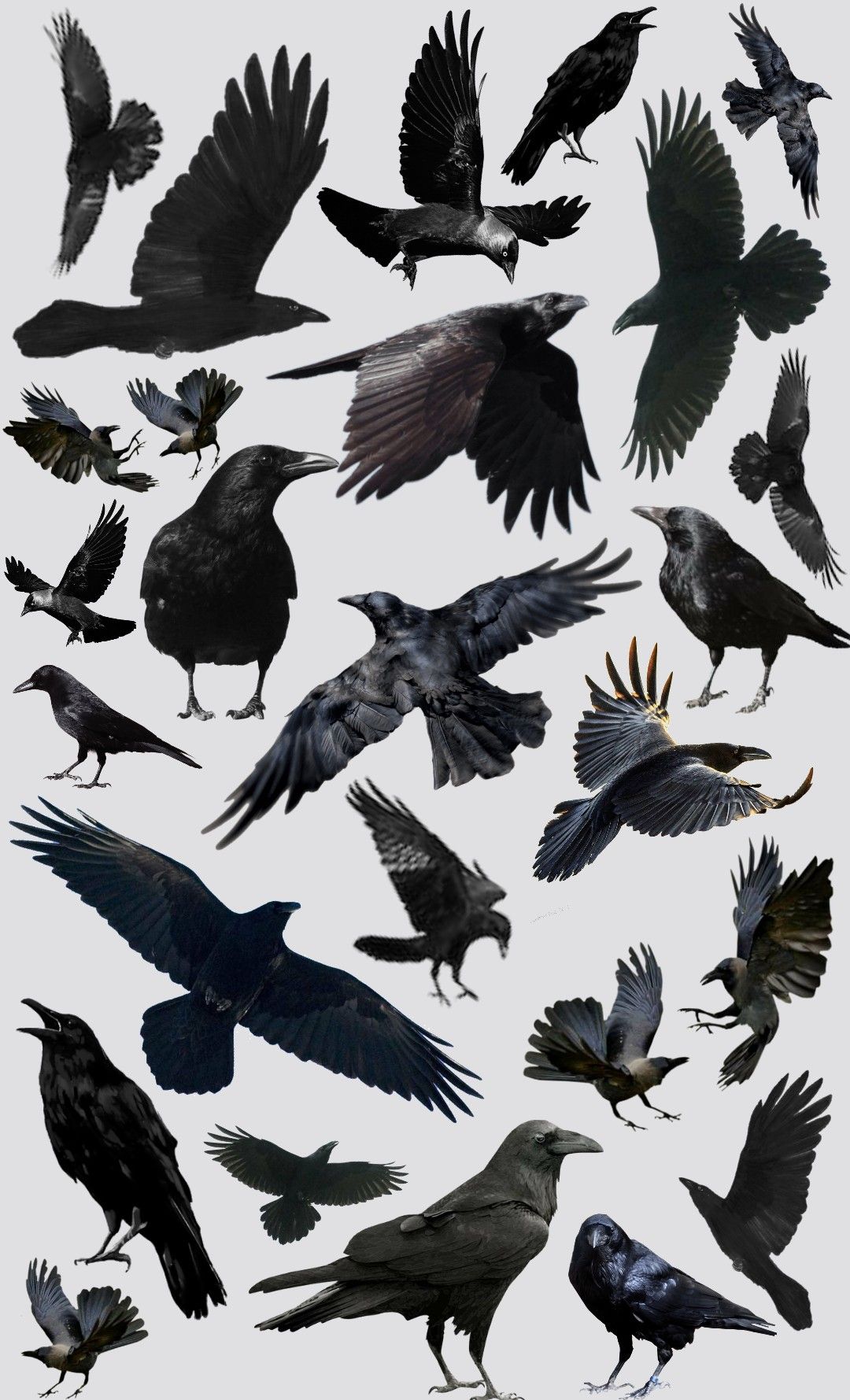 raven tattoo ideas 0068