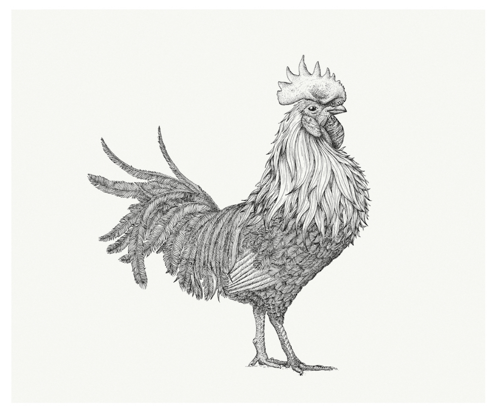 rooster tattoo ideas 0035