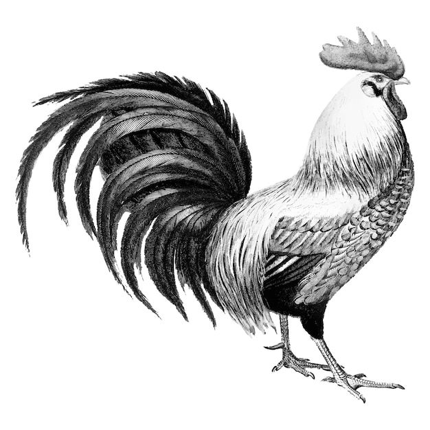 rooster tattoo ideas 0057