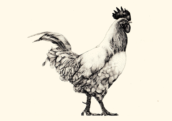 rooster tattoo ideas 0077