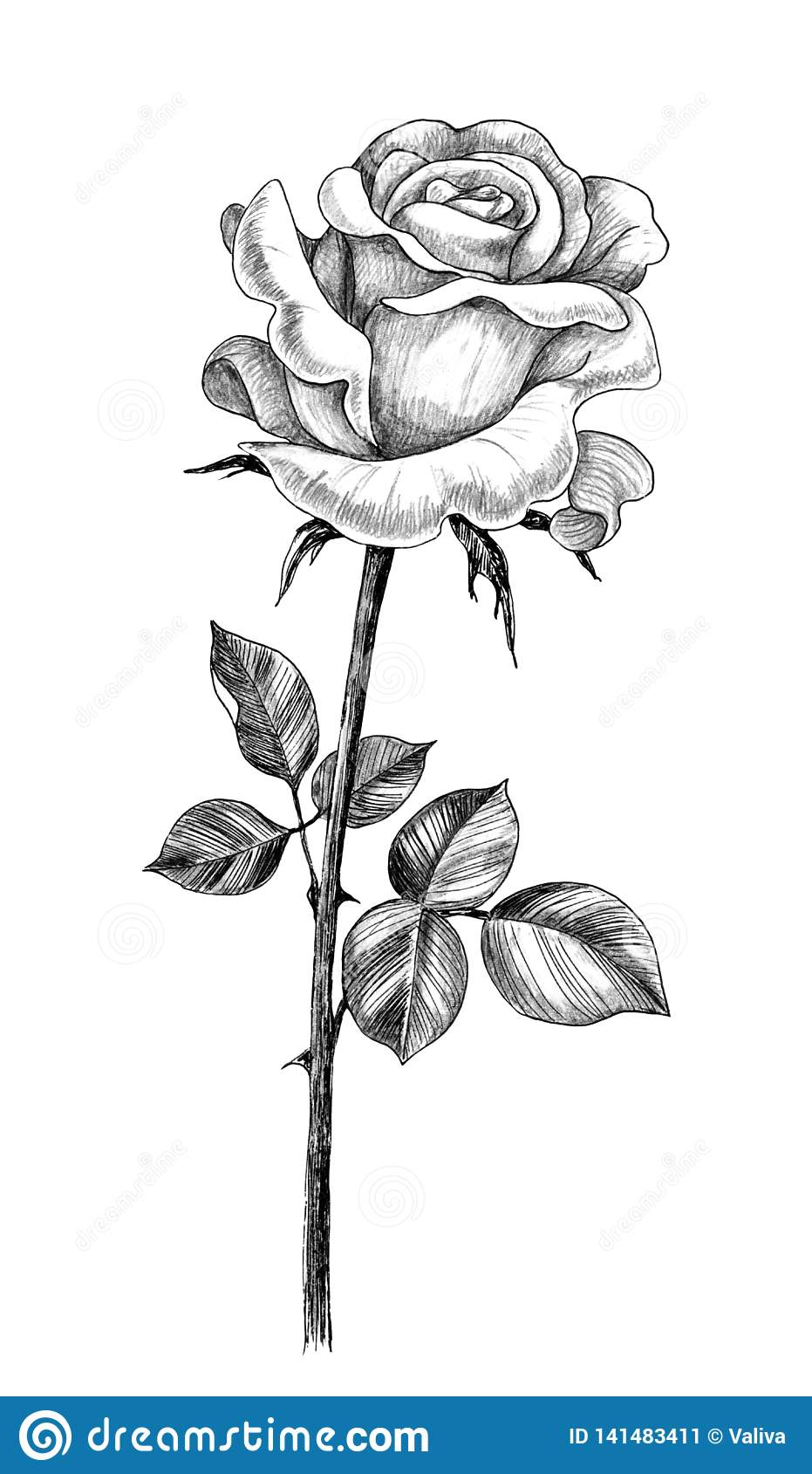 rose tattoo ideas 0080