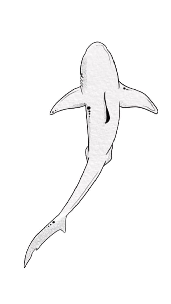 shark tattoo ideas 0042