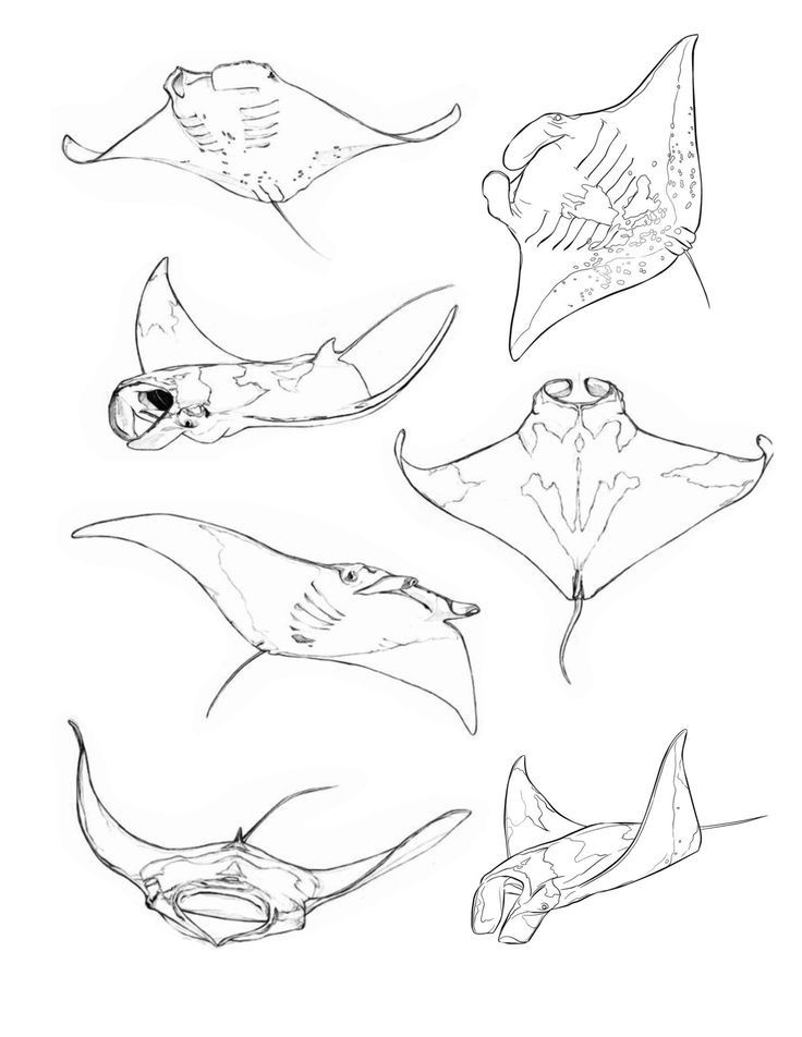 shark tattoo ideas 0045