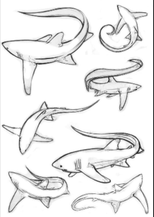 shark tattoo ideas 0052