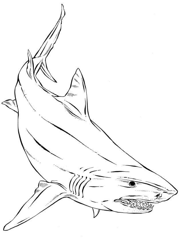 shark tattoo ideas 0082