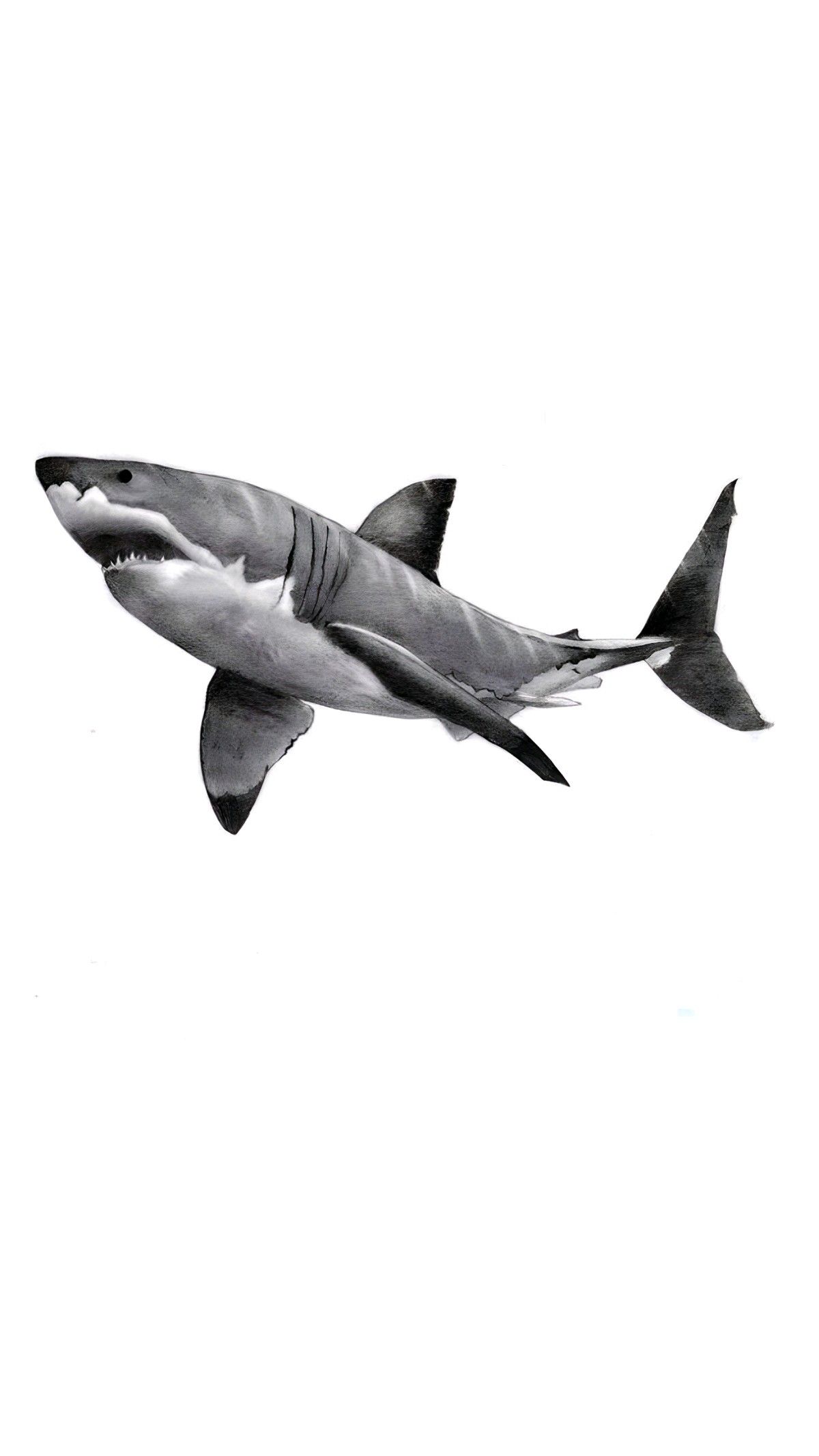 shark tattoo ideas 0084