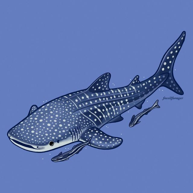 shark tattoo ideas 0087