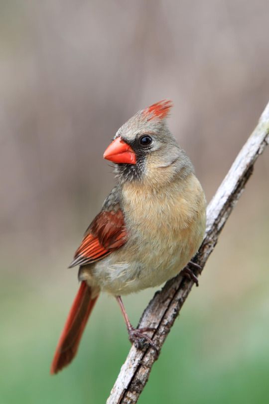 Small cardinal tattoo 0015