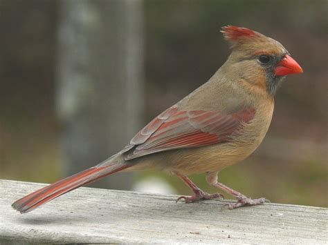 Small cardinal tattoo 0025