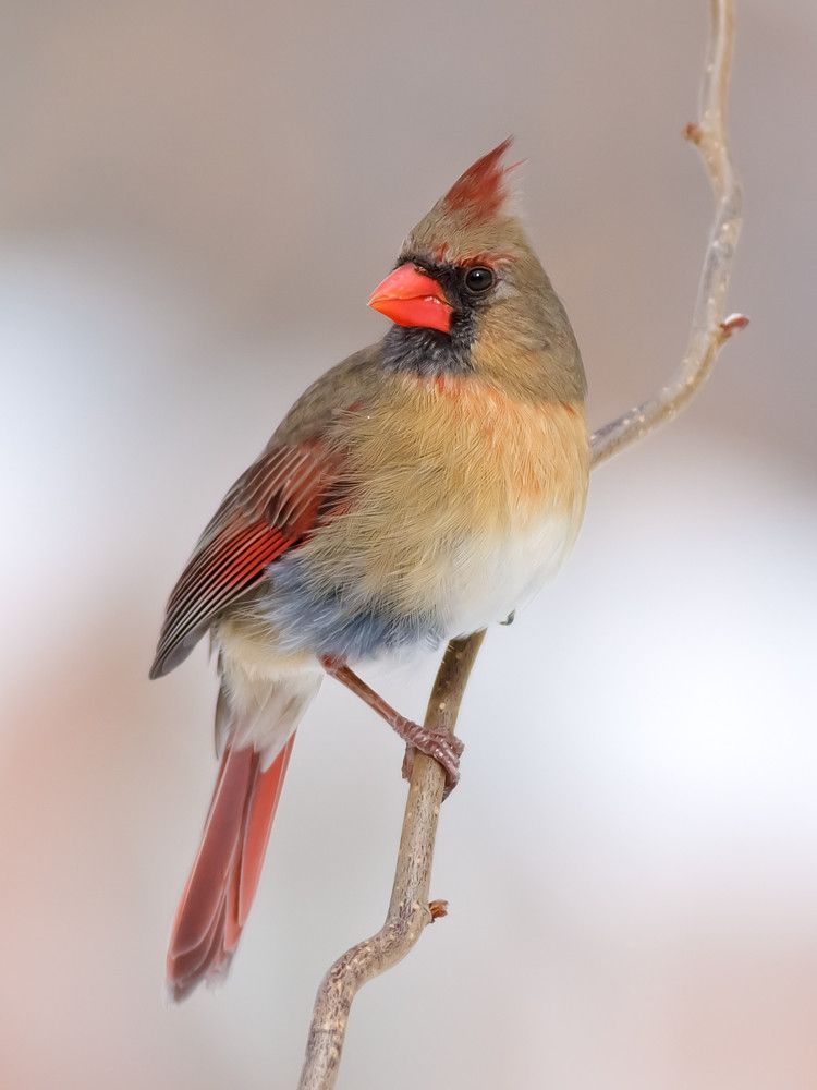 Small cardinal tattoo 0033