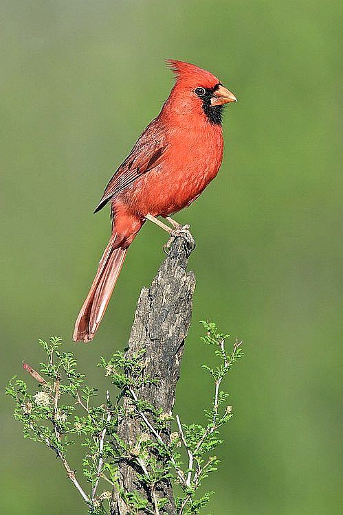 Small cardinal tattoo 0046