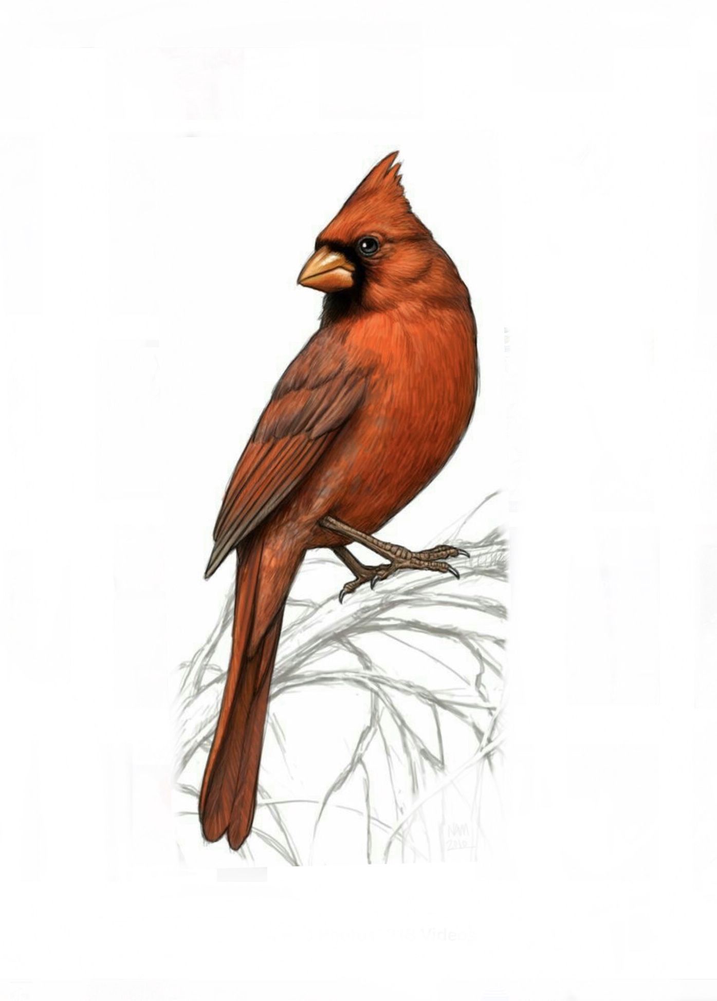 Small cardinal tattoo 0065