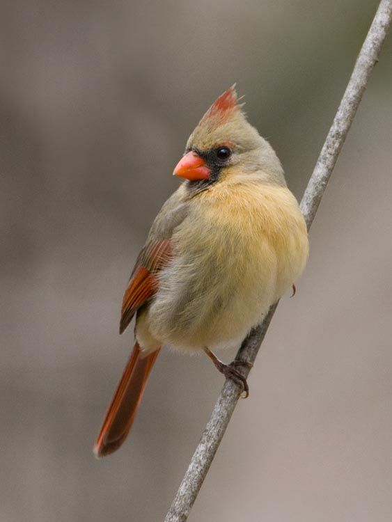 Small cardinal tattoo 0073