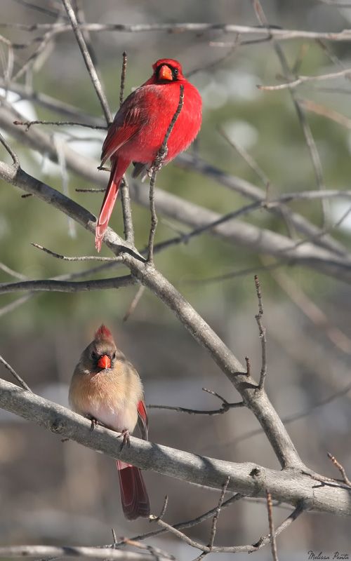 Small cardinal tattoo 0091